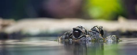 Researchers Find 2 Giant Dwarf Crocodile Species But Don't Know When They Went Extinct ...