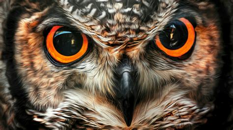 Big owl eyes - backiee