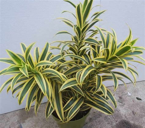 7 Best Types of Dracaena for Your Home - Paisley Plants