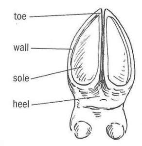 How To Trim a Goat's Hooves - The Modern Day Settler