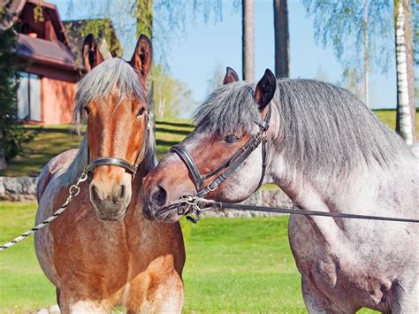 Black Belgian Draft Horse