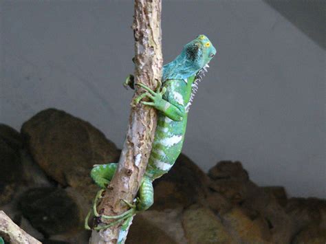 The Online Zoo - Fijian Crested Iguana