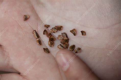 Redwood tree seeds - Stock Image - C015/5351 - Science Photo Library