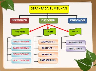 Sistem Gerak Tumbuhan - Homecare24