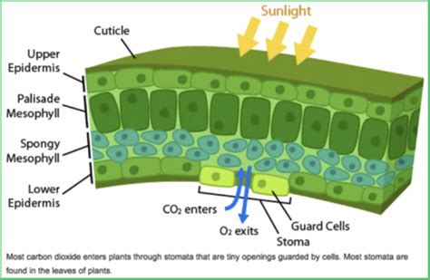 Photosynthesis – Classroom Partners