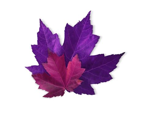 Purple Beech Leaf Images - Free Download on Freepik