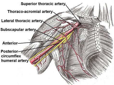 Axillary Artery – howMed