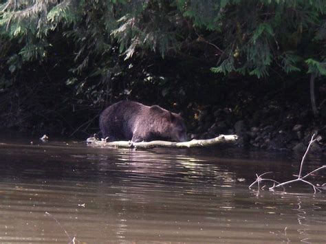 Grizzly Bear watching on the Glendale River - 6 of 7 | Grizzly Bear Tours & Whale Watching ...