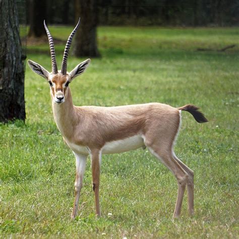 Slender-horned Gazelle - White Oak Conservation