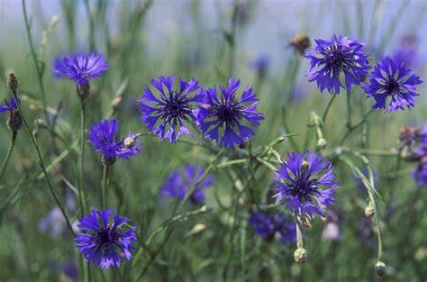 Annual flowers give you blooms throughout the summer and are easy to start from seed. These 12 ...