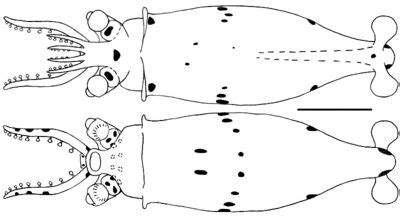 Piglet squid - CreationWiki, the encyclopedia of creation science