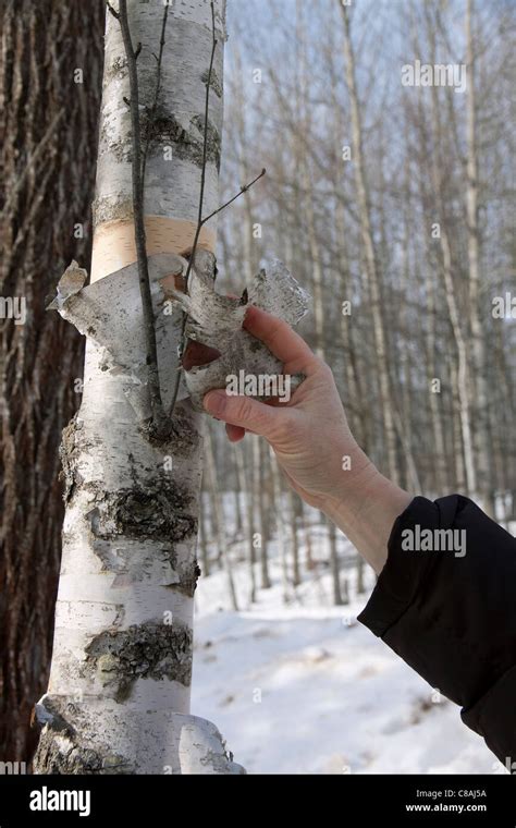 Person peeling bark from White Birch Tree Betula papyrifera Michigan ...