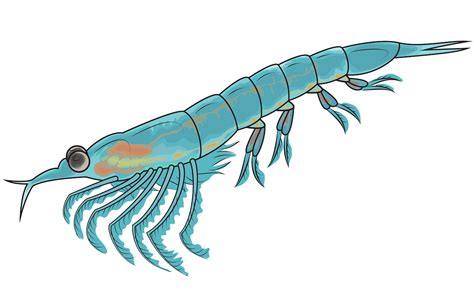 Free Krill Cliparts, Download Free Krill Cliparts png images, Free ...