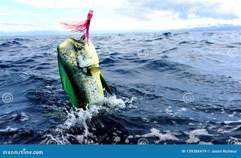 Mahi Mahi Dolphin Fish Stock Photos - Download 149 Royalty Free Photos