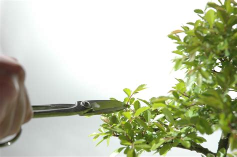 Bonsai Pruning Guide: Pruning Like a Pro! - Bonsai Sanctum