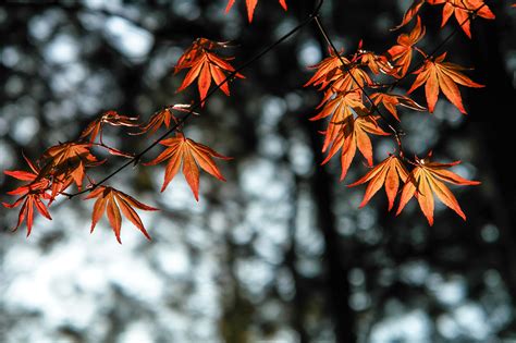 Autumn Leaves Orange 4k Wallpaper,HD Nature Wallpapers,4k Wallpapers,Images,Backgrounds,Photos ...