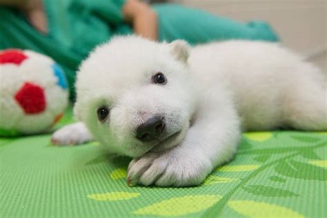 Baby Polar Bear Born at Columbus Zoo Gets a Name Selected by a Public Vote