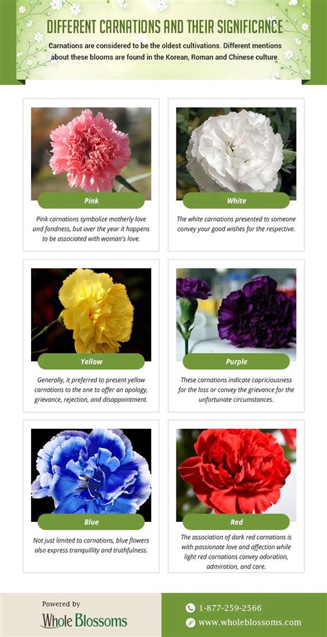 This infographic delivers relevant information about the carnations ...