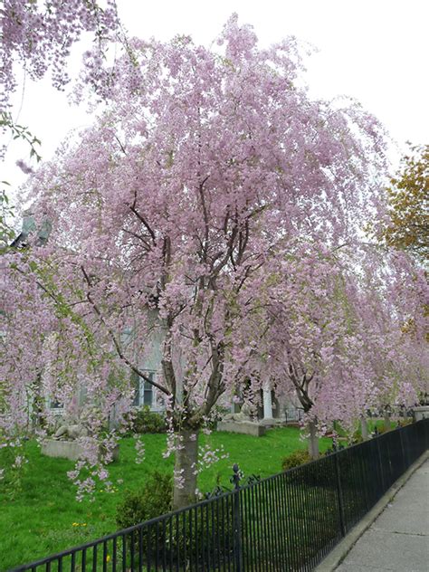 Pink Weeping Cherry (Prunus subhirtella 'Pendula') in Ringoes ...