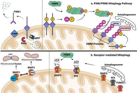 Figure 3 from The Role of Mitophagy in Skeletal Muscle Damage and ...