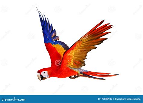 Photo Macaw Parrot Flying In Dark Green Vegetation With Beautiful Back ...