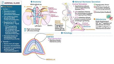 proporción soldadura Al por menor adrenal gland anatomy Días laborables ...