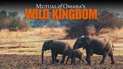 Wild Kingdom - Animal Planet Reality Series