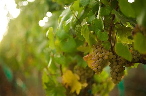 Learn and Read about Chardonnay - Decanter Wine Magazine