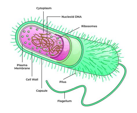 Prokaryotic Cell Diagram With Labels