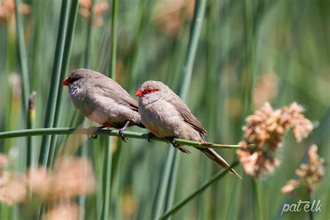 Wildlife Den – South African Wildlife Photography » Common Waxbill