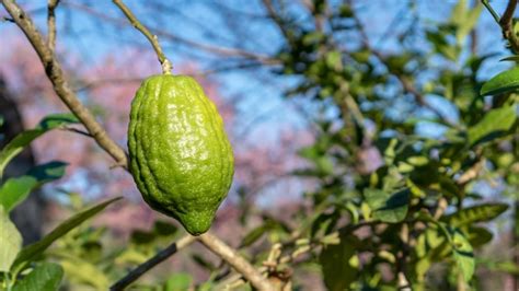 Premium Photo | Citrus bergamia fruit plant in a garden close up