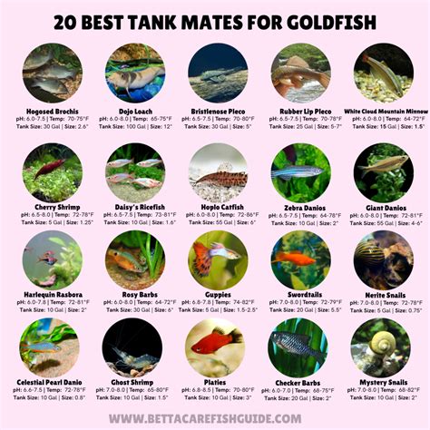 Goldfish Tank Mates: 20 Best Choices & Why They're Great - Betta Care Fish Guide