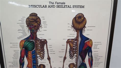 Large Framed Female Muscular & Skeletal System by Bruce Aigra '84 ...