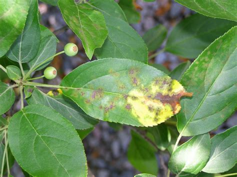 8 Common Tree Diseases In Massachusetts - Lynch Landscape & Tree Service