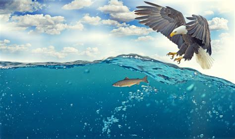 Bald eagle hunting fish HD wallpaper | Wallpaper Flare