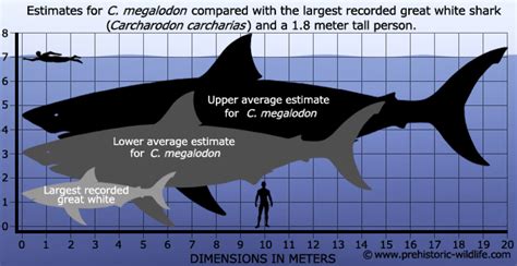 Megalodon size chart by Scarlett-Hyde on DeviantArt