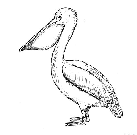 Drawing of pelican – Line art illustrations