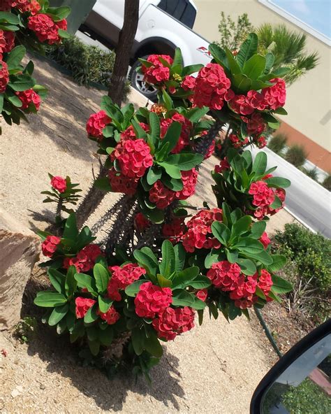 Bright Red Crown of Thorns Plant for Your Garden