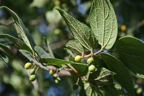 Berry Seeds On A Tree Free Stock Photo - Public Domain Pictures