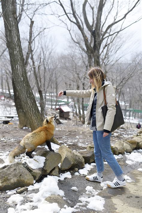 Fox Village in Japan - Surround Yourself in Cuteness — This Life Of Travel