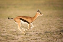 Running Gazelle Stock Photos, Images, & Pictures - 213 Images