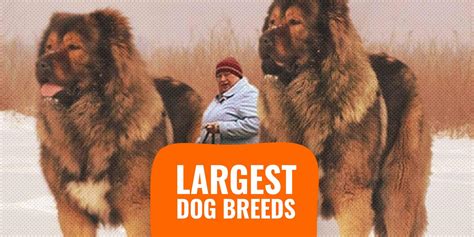 20 Largest Dog Breeds – Sizes, Rankings, Popularity & Prices