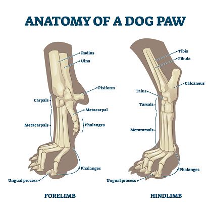 Anatomy Of Dog Paws With Forelimb And Hindlimb Bones Vector Illustration Stock Illustration ...