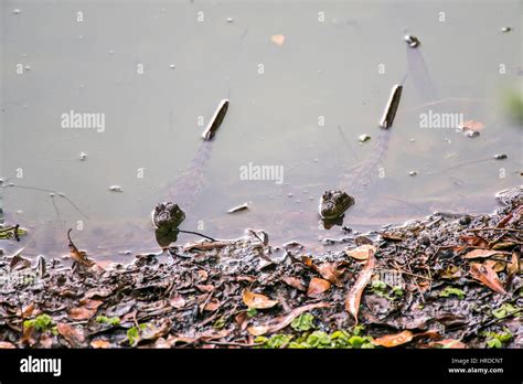 Baby Broad-snouted caiman (Caiman latirostris), photographed in ...