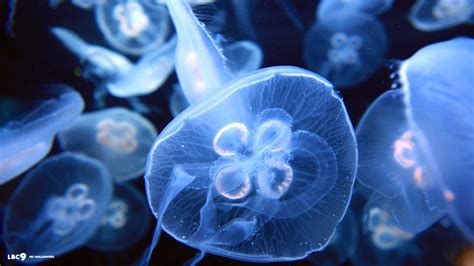 Jellyfish Wallpapers (69+ images)