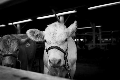 Cow Portrait - Paul Baechtold Photography