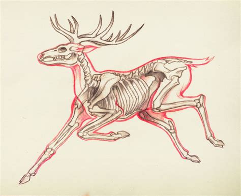 Anatomy of a jumping deer – Artofit