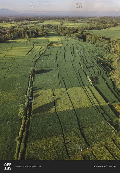 Aerial view of rice fields stock photo - OFFSET