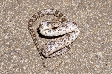 Juvenile Timber Rattlesnake