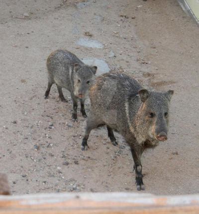 Mom and Baby Javelina by KeithEKimball on DeviantArt